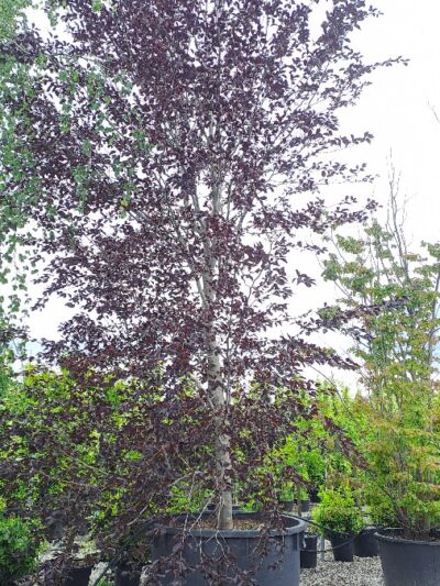 Fagus Sylvatica Purpurea H.600-700 1500L