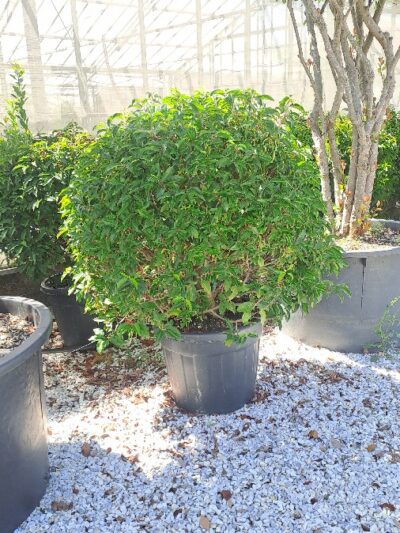 Prunus Lusitanica Angustifolia (ball) D.90-110 90L